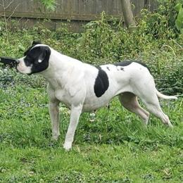 Gypsy - American Bulldog