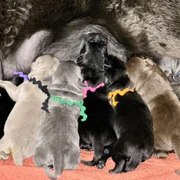 Labrador Retriever puppies from Charcoal And Silver Labs