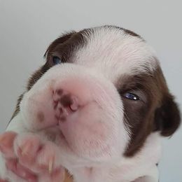 Boston Terrier Puppies from Bagosy's Boston Terriers 6