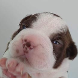 Boston Terrier Puppies from Bagosy's Boston Terriers 6