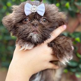 Lose - Tricolor female Shih Tzu puppy in Las Vegas, Nevada from Vegas Shih Tzus