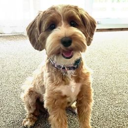 Daphne - Australian Labradoodle