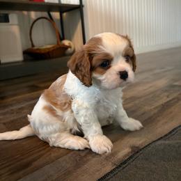 Myschief - Blenheim male Cavalier King Charles Spaniel puppy in Mystic Islands, New Jersey from Mystic Cavaliers LLC