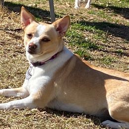 Chihuahuas from Heavenly Chihuahua