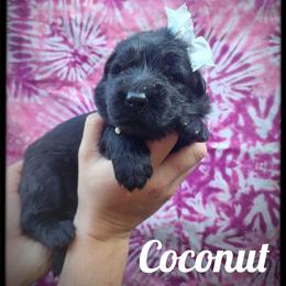 Coconut - Black female German Shepherd puppy in Fort Jennings, Ohio from Von Holtzapple German shepherds