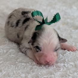Foster - Blue merle male Australian Shepherd puppy in Falcon, Missouri from Edge Farm LLC