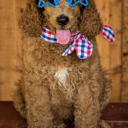 Goldendoodle and Poodle Puppies from Cottrell’s Poodles & Doodles