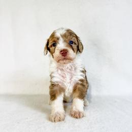Colt - Brown merle male Aussiedoodle puppy in Sharpsburg, Georgia from Steindoodles