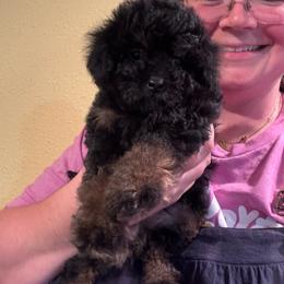 Sookie(Pink collar girl) - Phantom female Poodle puppy in Eagle Mountain, Utah from Liberty Farms Puppies
