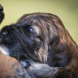 Bernedoodle and Goldendoodle Puppies from Grace Filled Golden’s