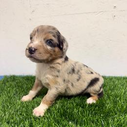 Butch Cassidy - Blue merle male Australian Shepherd puppy in Smithfield, Utah from C&C Ranch