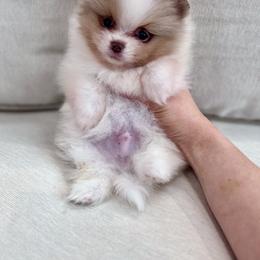 Saki - Lavender male Pomeranian puppy in Canandaigua, New York from Fingerlakes Pomeranians