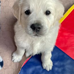 Aquaman - Golden Retriever puppy from Mayflower Goldens