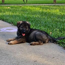 Fiona - Sable female 1 - Sable female German Shepherd puppy in Conroe, Texas from Aus der Asche German Shepherds