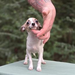 Mira - Fawn and white female Chihuahua puppy in East Camden, Arkansas from RoyAl