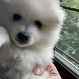 American Eskimo Dog Puppies from Firefly American Eskimo Dogs