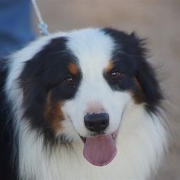 Rhett - Miniature American Shepherd