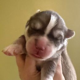 Canyon - Red and white male Siberian Husky puppy in Florence, Kentucky from Moonlight Howl Huskies