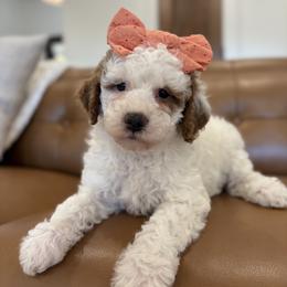 Darla - Parti female Goldendoodle puppy in Berlin, Ohio from Doodle Babys