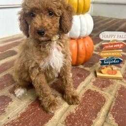 AKC JOANNA (yellow collar) - Red  female Poodle puppy in Dallas, Georgia from West Cobb Dogs
