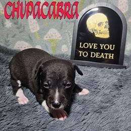 Chupacabra - Black and white female Rat Terrier puppy in Lynn, Alabama from Cryptic Rat Terriers