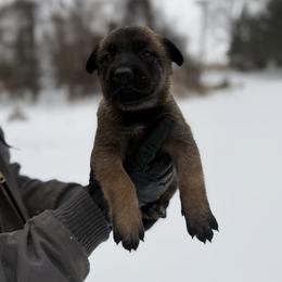 Belgian Malinois and German Shepherd Puppies from Abenteurer German Shepherds & Belgian Malinois