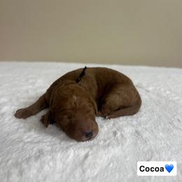 Cocoa - Red  male Goldendoodle puppy in Crothersville, Indiana from Wischmeier’s Doodles