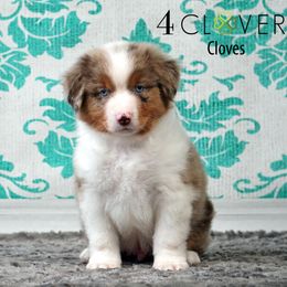 Cloves - Red merle male Miniature American Shepherd puppy in Carlisle, Pennsylvania from 4 Clovers Kennel