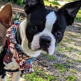 Boston Terrier Puppies from Belen's Boston Terriers