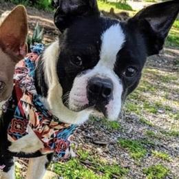 Boston Terrier Puppies from Belen's Boston Terriers