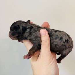 Boy 1 - Merle male Goldendoodle puppy in Auburn, Indiana from Martin’s Doodles