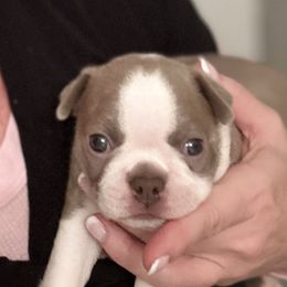 Boston Terrier Puppies from Designers Boston Terriers