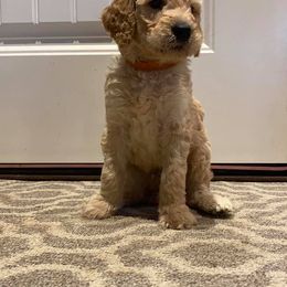 Goldendoodle Puppies from Courtney Wall
