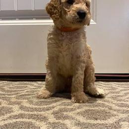 Goldendoodle Puppies from Courtney Wall