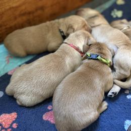 Boy 4 - male Golden Retriever puppy in Yelm, Washington from Bit O'Heaven Farm
