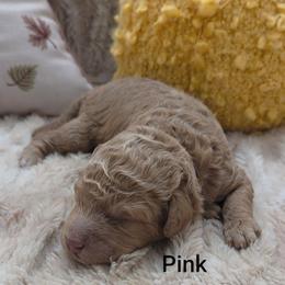 Pink Collar - Red  female Goldendoodle puppy in Fayetteville, North Carolina from Frannie's Goldendoodle Puppies
