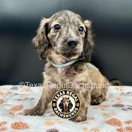 Luke - Cream male Dachshund puppy in Houston, Texas from Texas Regal Dachshunds LLC
