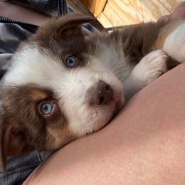 Red - Red tri male Miniature Australian Shepherd puppy in Arizona from Country Charm Mini Aussies