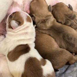 French Bulldog puppies from Rock N’ Roll Frenchies