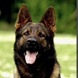 Prinz vom Sportzentrum Erzental - German Shepherd