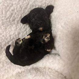 Huckleberry - Black male Cavapoo puppy in El Sobrante, California from Mckendra's Legacy