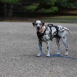 Dalmatian All Grown Up from Rosais Acres LLC