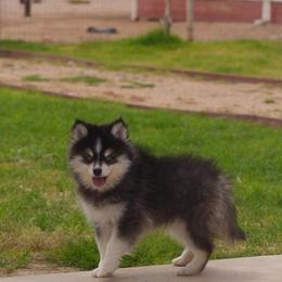 Ridge - Black and white male Pomsky puppy in Mesa, Arizona from Platinum Pomskies