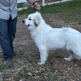 Great Pyrenees All Grown Up from McCarthy Ranchette