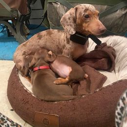 Dachshund Puppies from SouthernMama Doxies