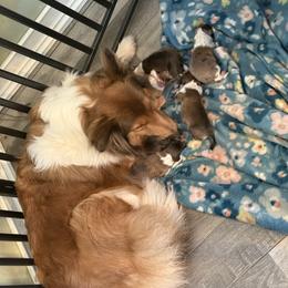 Raynie - Shetland Sheepdog