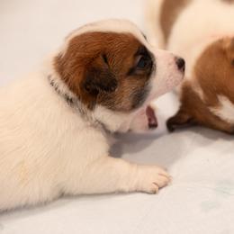 Golden Retriever and Jack Russell Terrier Puppies from Shelby Burleson's Golden Retrievers and Jack Russell Terriers