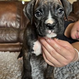 Semi flashy brindle male - Brindle male Boxer puppy in Coal Valley, Illinois from Charron Boxers