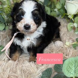 Aussiedoodle Puppies from Doodles by Dada