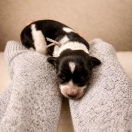 Grey - Piebald male Dachshund puppy in Crandall, Texas from The Weenie Hut LLC